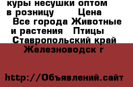 куры несушки.оптом 160 в розницу 200 › Цена ­ 200 - Все города Животные и растения » Птицы   . Ставропольский край,Железноводск г.